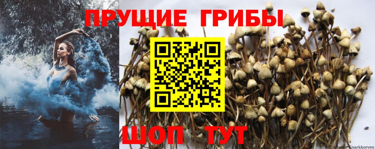 Фрязино  где продают наркотики  Вход с VPN  Псилоцибиновые грибы MAGIC MUSHROOMS  Псилоцибиновые грибы Cubensis 